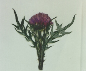 Thistle for the film 'Braveheart'.