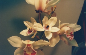 Prop orchids